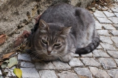 Alfama Cat