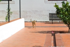 Sao Vicente de Fora Dog