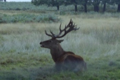 Richmond Park 2001-09-22