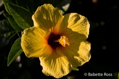 Lahaina Flowers