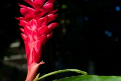 Lahaina Flowers