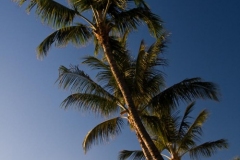 Lahaina Palm Trees