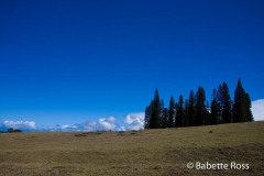 Biking Haleakala