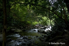 Iao State Park