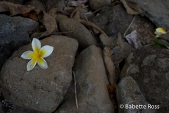Hibiscus, Iao State Park