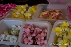 Maui County Fair