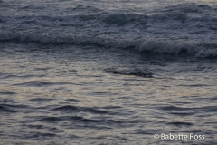 Lahaina  Spotted Ray