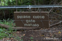 Road to Hana - Waimoku Falls Hike