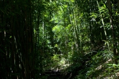 Road to Hana - Waimoku Falls Hike