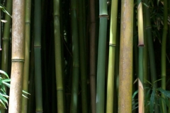 Road to Hana - Bamboo Forest - Waimoku Falls Hike