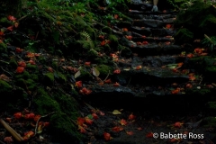 Road to Hana - Waimoku Falls Hike