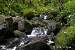 Road to Hana - Waimoku Falls Hike