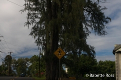 Road to Hana - Surf Crossing Sign