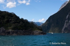 Milford Sound Cruise