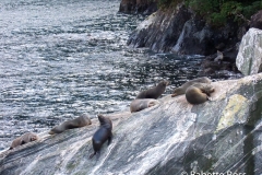 Milford Sound Cruise