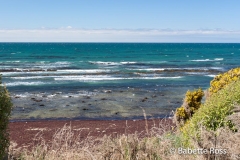 between Moreaki & Dunedin