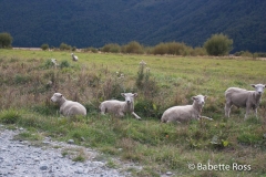 Mt. Aspiring National Park