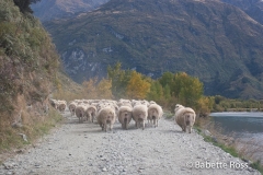 Mt. Aspiring National Park