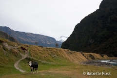 Mt. Aspiring National Park - Rob Roy Valley Track