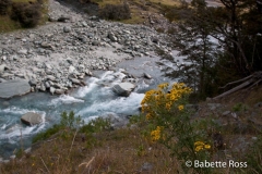 Mt. Aspiring National Park - Rob Roy Valley Track