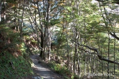 Mt. Aspiring National Park - Rob Roy Valley Track