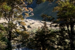 Mt. Aspiring National Park - Rob Roy Valley Track