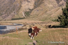 Mt. Aspiring National Park - Rob Roy Valley Track