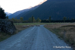 Mt. Aspiring National Park