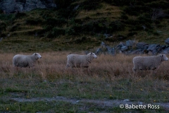 Mt. Aspiring National Park