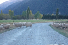 Mt. Aspiring National Park