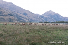 Mt. Aspiring National Park