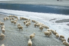 Sheep in the Road