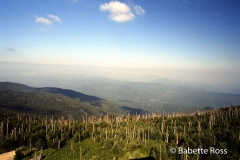 Mt Mitchell,