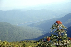 Craggy Gardens