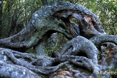 Craggy Gardens