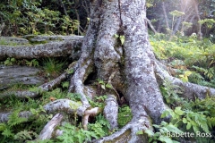 Craggy Gardens