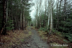 Mt. Moosilauke