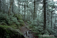 Mt. Moosilauke