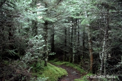 Mt. Moosilauke