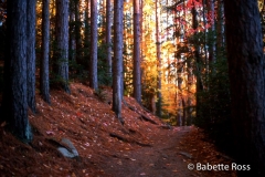 Adirondacks