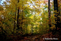 Adirondacks