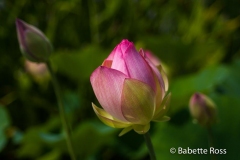 20120624_046