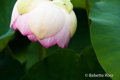 20120624_050