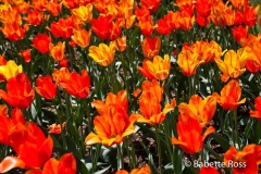 20110501_044