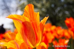 20110501_048