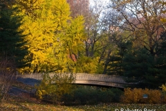 20101118_008