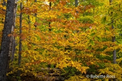 20151017_014