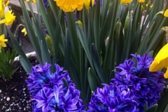 Daffodils & Hyacinth