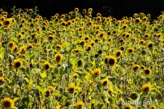 20140819_076