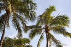 Waikiki